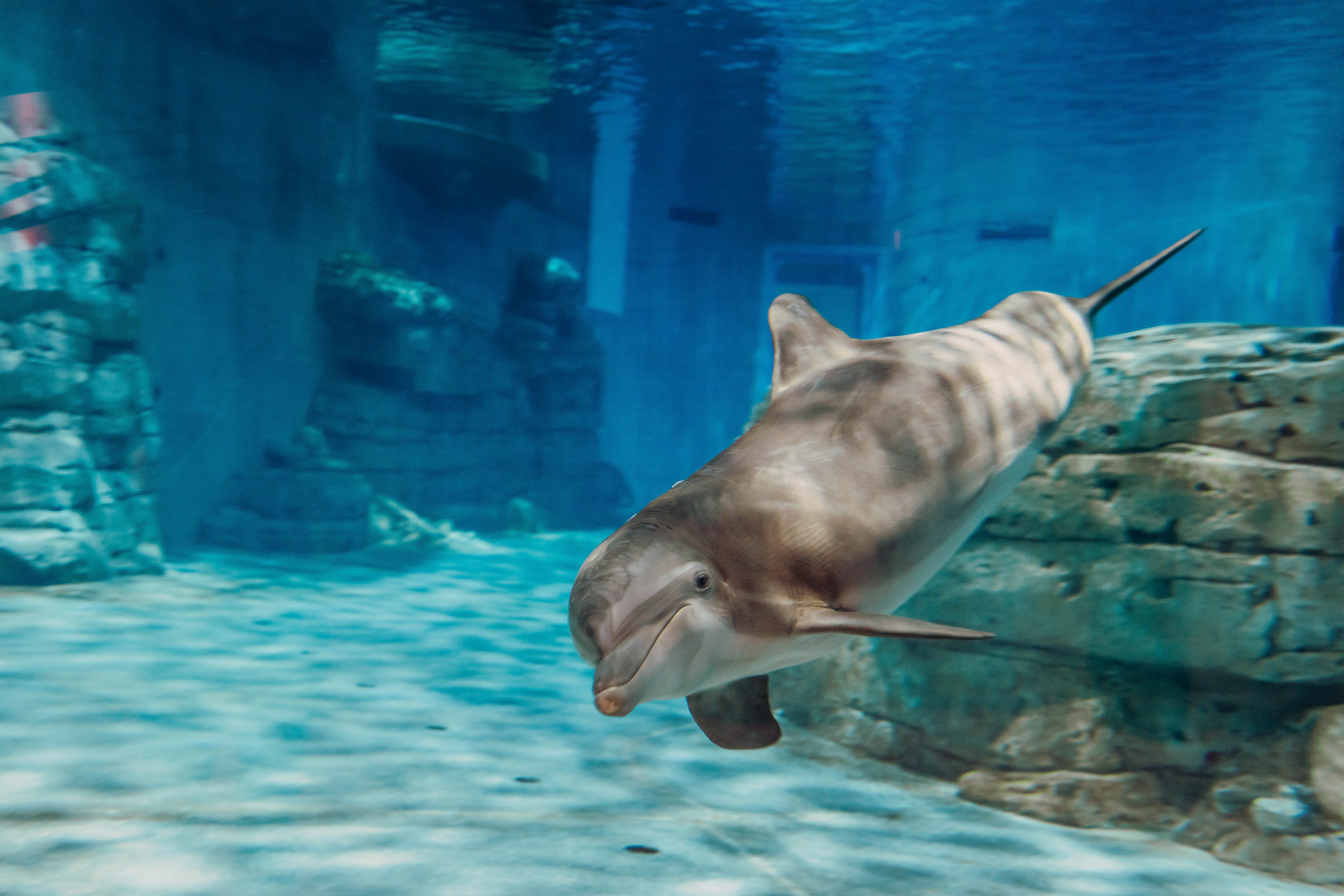 CLEARWATER MARINE AQUARIUM Orlando - vacaystore.com