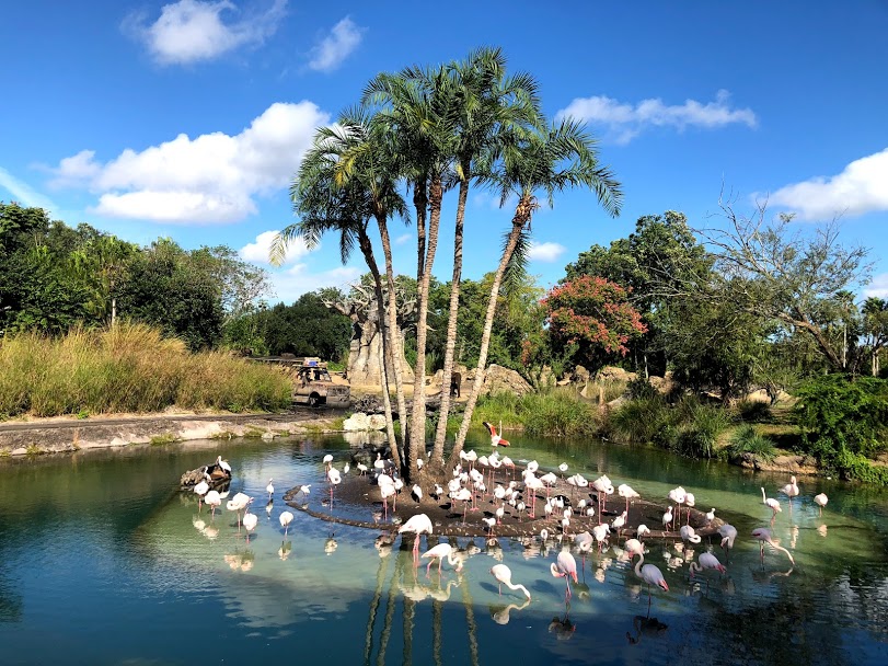 ANIMAL KINGDOM PRIVATE TOUR Orlando - vacaystore.com